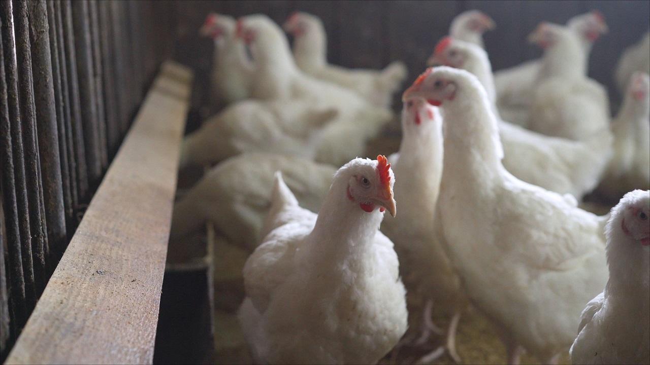 Bird flu outbreak in state-run poultry farm in Kerala, 1800 birds dead Bird flu outbreak in state-run poultry farm in Kerala, 1800 birds dead